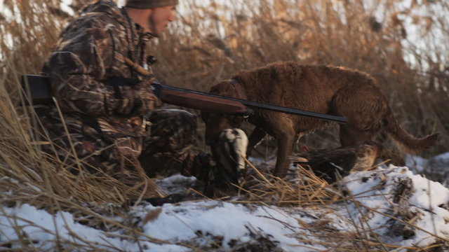 Labrador retriever fetches a dead duck from an icy pond