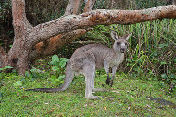 Kangaroo in the bush