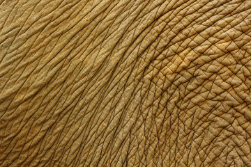 Image of elephant skin background