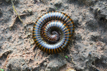 millipede