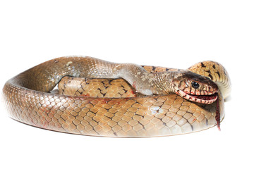 Indochinese rat snake isolate on white