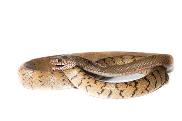 Indochinese rat snake isolate on white