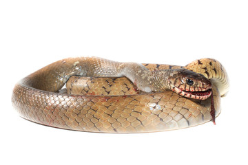Indochinese rat snake isolate on white