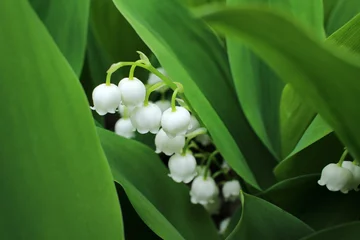 Washable wall murals Lily of the valley Lily of the valley, which bloom in the garden