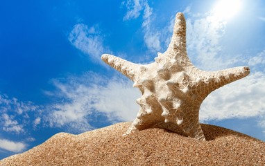 Fototapeta na wymiar Beach. Starfish with ocean , beach and seascape, shallow dof