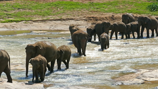 Elephants in the river - Sri Lanka
