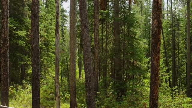 Panning medium shot of trees in forest / Idaho, United States