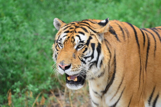 Tiger face