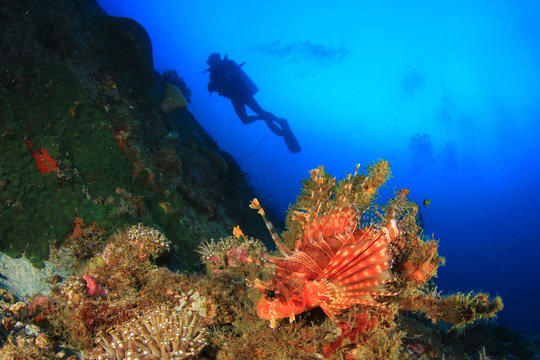Lionfish, coral reef and scuba diver