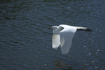 Egret in flight, Kissimmee, Florida.