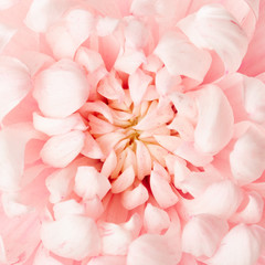 Beautiful pink flower