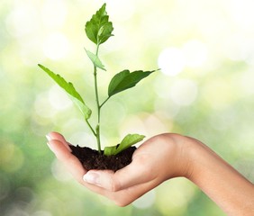 Human Hand. Human hands and young plant