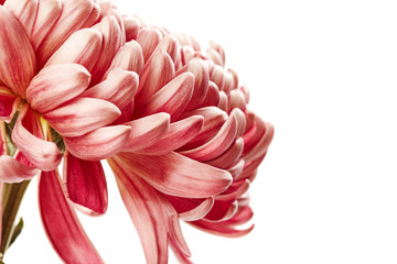 Chrysanthemum flower - obrazy, fototapety, plakaty