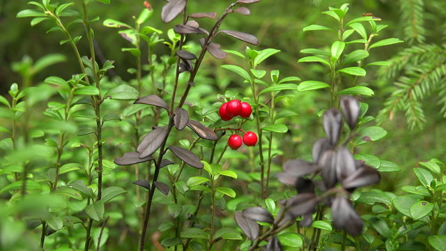 Lingonberries. Red berries. 4K.
