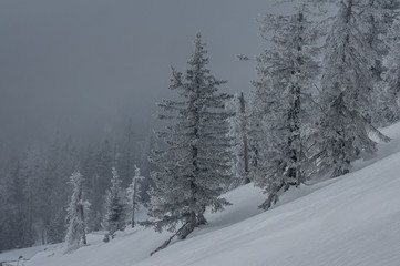 snow-covered forest on the slopes of the mountain.