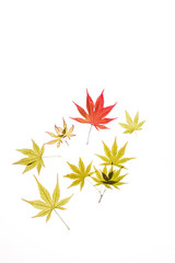 maple leaves