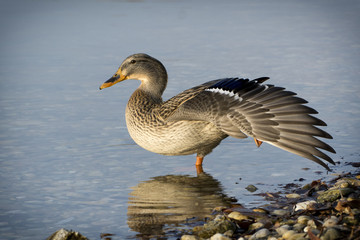 Goose