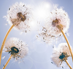 Fototapeta na wymiar Dandelion clocks: wishes and dreams :)