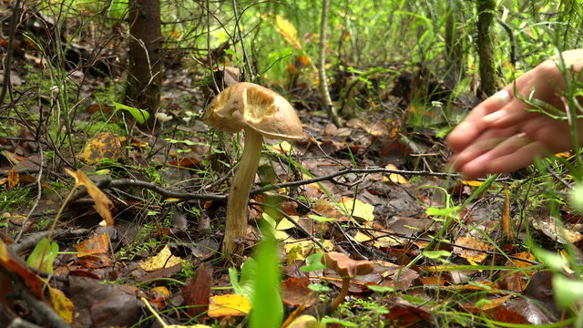 Boletus mushroom in the forest. 4K.
