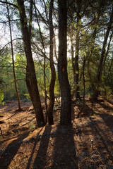 Fototapeta premium IBIZA