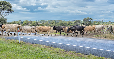 Cows crossing road
