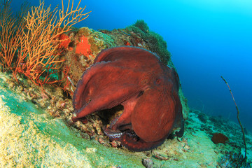 Big Red Reef Octopus