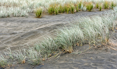 Beach grass in sand dunes