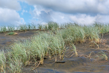 Beach grass in sand dunes