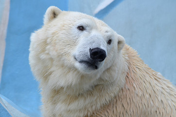 Белый медведь.