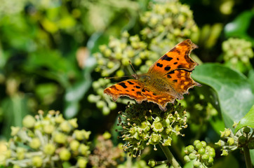 Fototapeta na wymiar Orange Comma Butterfly