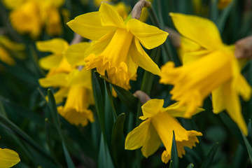 Obraz premium Spring flowers in nature