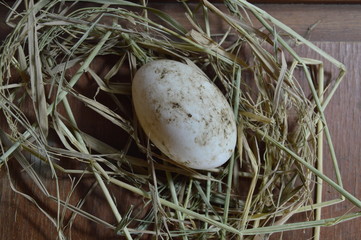 Naklejka na ściany i meble white egg on the dry straw