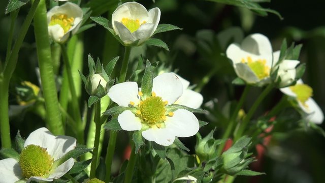 Bl&uuml;hende Erdbeere