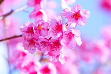 Naklejka premium Spring Cherry blossoms
