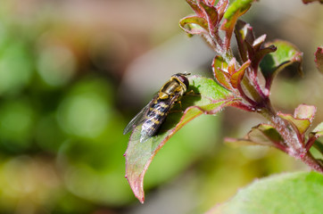 Hoverfly