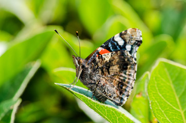 Red Admiral Butterfly