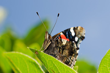Red Admiral Butterfly