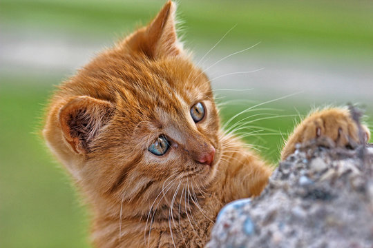 Kedi