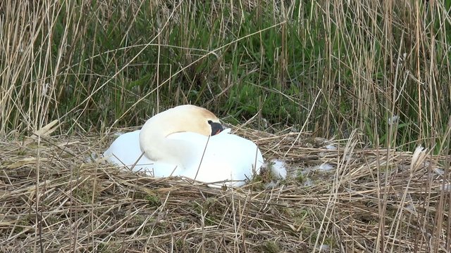 Schwan am br&uuml;ten