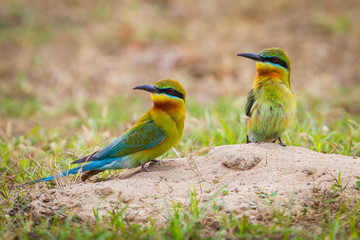 Full frame couple of Blue-tailed bee-eater ( Merops philippinus)