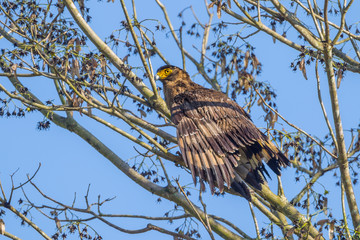 Close up of Spilornis cheela (Crested Serpent-Eagle