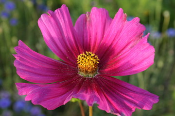 Obraz premium Schmuckkörbchen