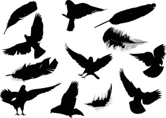  seven pigeon and five feather silhouettes on white