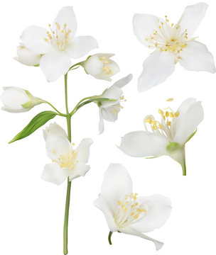 white jasmine blossom collection illustration