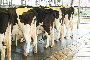 Dairy milking cow machine produce fresh milk