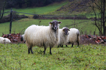 Obraz premium Sheep