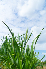 Obraz premium 麦畑（二条大麦）