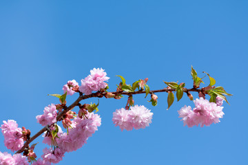 Cherry blossom on tree