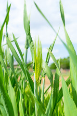 麦畑（二条大麦）