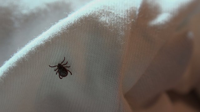 Ixodes scapularis is commonly known as the deer tick